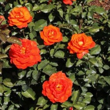 Roos Super Trouper