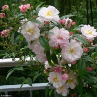Roos Sweet Siluetta