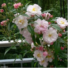 Roos Sweet Siluetta