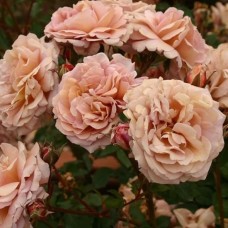 Floribundroos Utsusemi