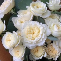 Roos White Mary Rose