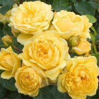 Roos Yellow Meilove