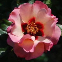 Floribundroos Alissar Princess of Phoenicia