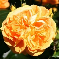 Floribundroos Bernstein