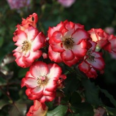 Floribundroos Betty Boop