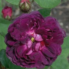 Floribundroos Black Moss (Nuits de Young)