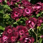 Floribundroos Burgundy Ice