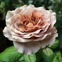 Floribundroos Cafe