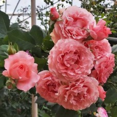 Floribundroos Corail Gelee