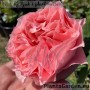 Floribundroos Corail Gelee