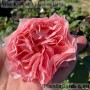 Floribundroos Corail Gelee