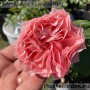 Floribundroos Corail Gelee