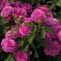 Floribundroos Eufemia