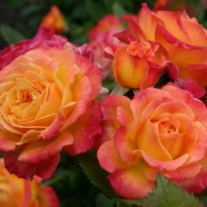 Floribundroos GARTENSPASS