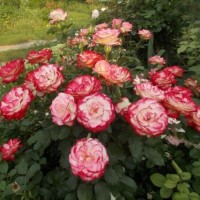 Floribundroos Jubile du prince de monaco
