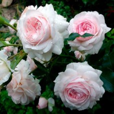 Floribundroos Larisa