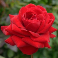 Floribundroos Lubecker Rotspon