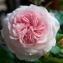 Floribundroos Mariatheresia