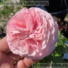 Floribundroos Mariatheresia