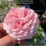 Floribundroos Mariatheresia