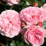 Floribundroos Mariatheresia