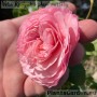 Floribundroos Mariatheresia