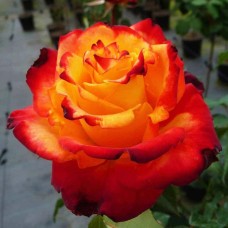 Floribundroos Mein Munchen