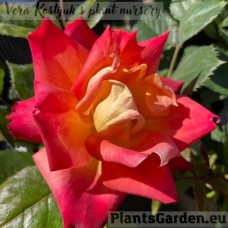 Floribundroos Mein Munchen