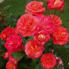 Floribundroos Midsummer