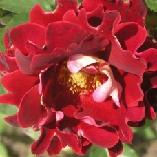 Floribundroos Mystique Ruffles