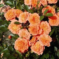 Roos Orange Fairy