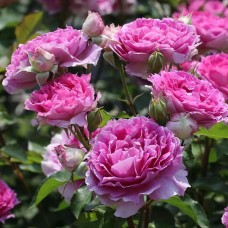 Floribundroos Princesse d'Orient (Sheherazade)