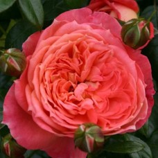 Floribundroos Queen of Hearts