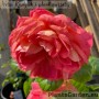 Floribundroos Queen of Hearts