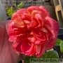 Floribundroos Queen of Hearts