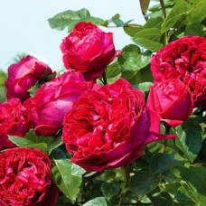 Roos Red Eden Rose