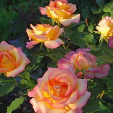 Floribundroos Red Gold