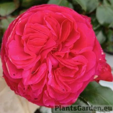 Floribundroos Red Leonardo da Vinci