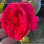 Floribundroos Red Leonardo da Vinci