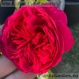 Floribundroos Red Leonardo da Vinci