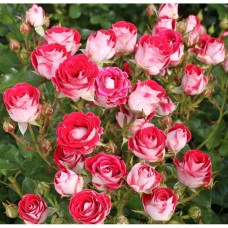 Floribundroos Schone Koblenzerin