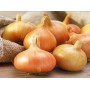 ONIONS SEEDLING STUTTGARTER RIESEN 21/24 10KG