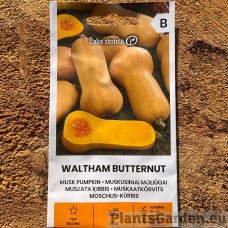 Kõrvits Waltham Butternut