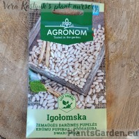 Bean Dwarf Shell Igołomska