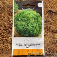 Lehtsalat Lollo (Bionda)