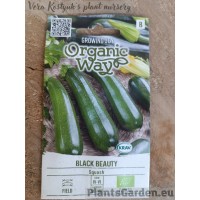 Kabatšokk (Suvikõrvits) Black Beauty