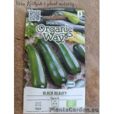 Courgette Black Beauty