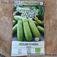 Cukīni (Skvošs) Ortolana Di Faenza