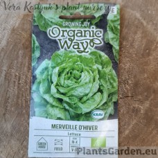Lettuce Merveille D'Hiver