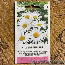 Suureõiene härjasilm Silver Princess (Zalia Stotole)